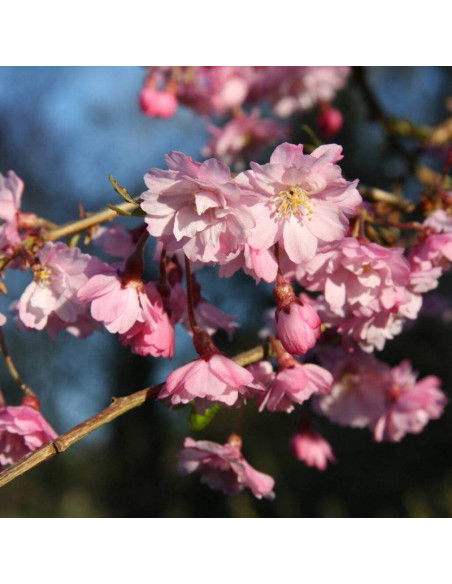 Prunus x subhirtella Wiśnia różowa