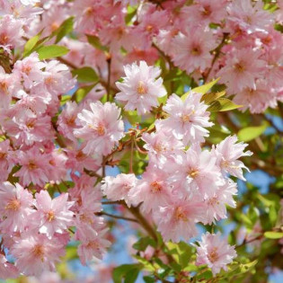 Wiśnia różowa Fukubana Prunus subhirtella