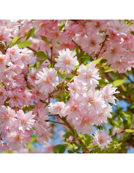 Wiśnia różowa Fukubana Prunus subhirtella