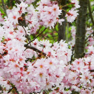 Wiśnia różowa Fukubana Prunus subhirtella 2