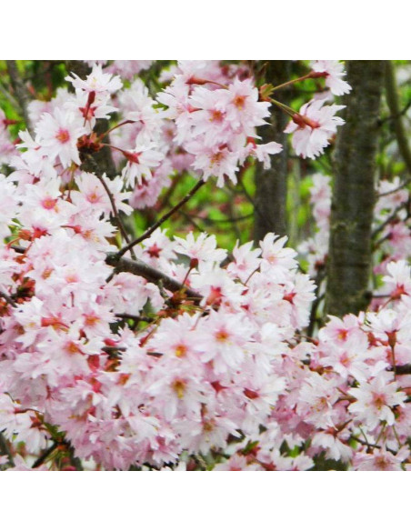 Fukubana Prunus subhirtella Wiśnia różowa