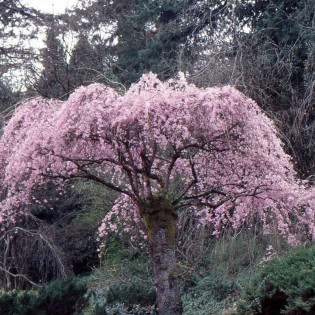 Pendula Prunus subhirtella Wiśnia różowa