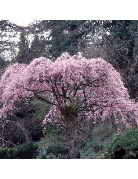 Pendula Prunus subhirtella Wiśnia różowa