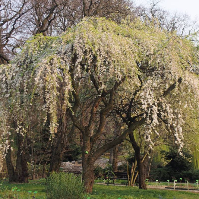 Wiśnia różowa Pendula Prunus subhirtella