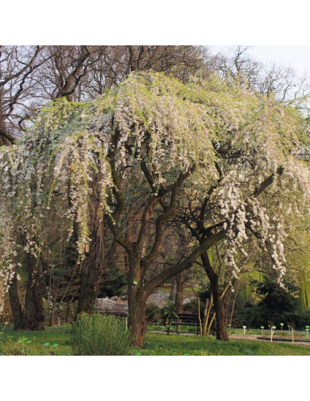 Wiśnia różowa Pendula Prunus subhirtella