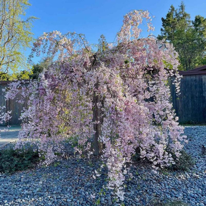 Wiśnia różowa Prunus subhirtella Pendula