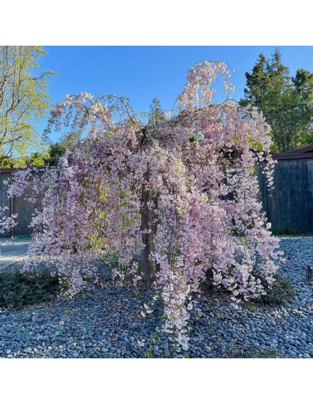 Wiśnia różowa Prunus subhirtella Pendula