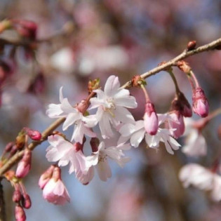 Autumnalis Prunus ×subhirtella Wiśnia różowa