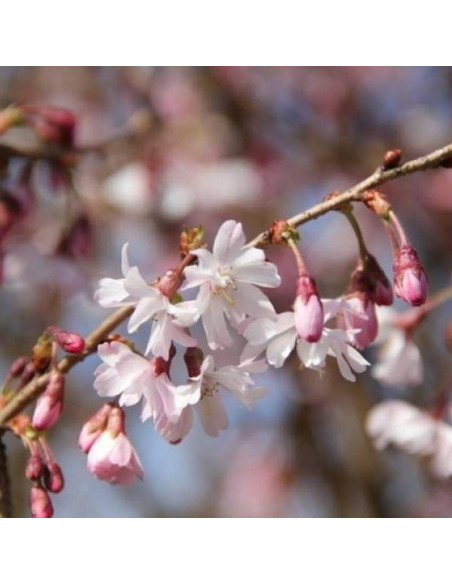 Autumnalis Prunus ×subhirtella Wiśnia różowa