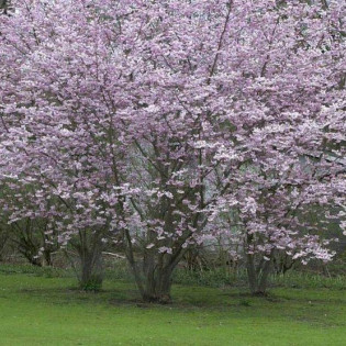 Autumnalis Prunus ×subhirtella Wiśnia różowa 2