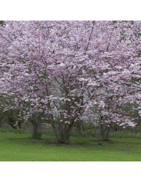 Wiśnia różowa Autumnalis Prunus ×subhirtella