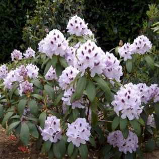 Różanecznik Calsap Rhododendron 2