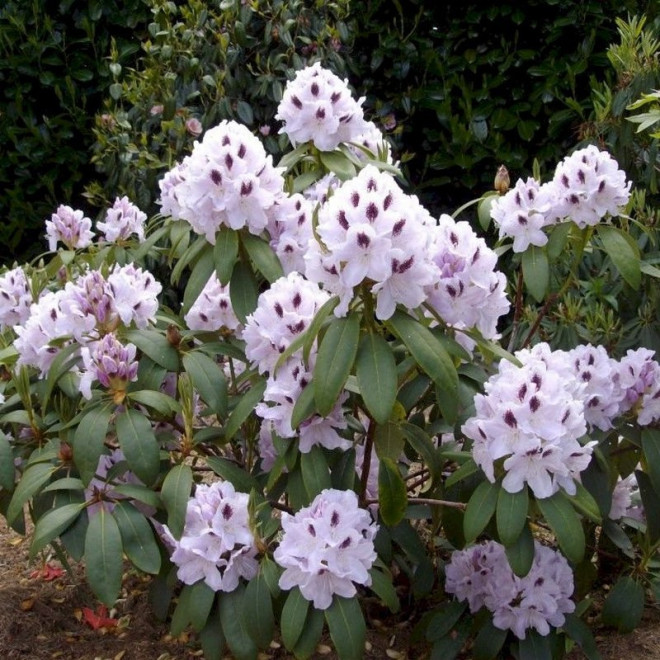 Calsap Różanecznik Rhododendron