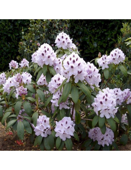 Calsap Różanecznik Rhododendron