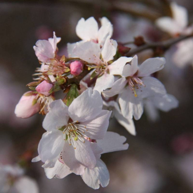 Wiśnia różowa Prunus ×subhirtella Autumnalis
