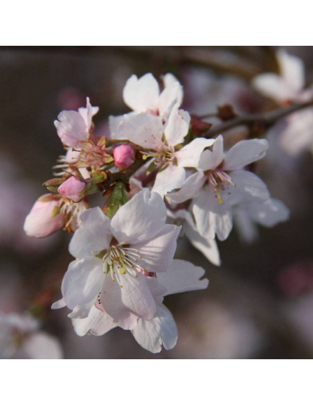 Wiśnia różowa Prunus ×subhirtella Autumnalis
