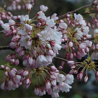 Wiśnia jedońska Moerheimii Prunus yedoensis
