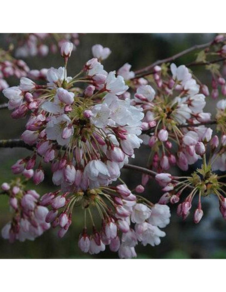 Wiśnia jedońska Moerheimii Prunus yedoensis