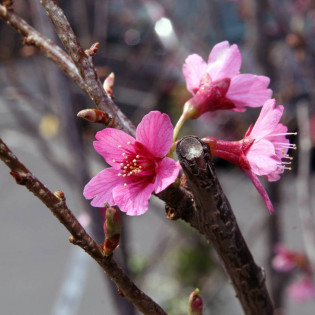 Wiśnia jedońska Moerheimii Prunus yedoensis 2