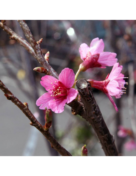 Moerheimii Prunus yedoensis Wiśnia jedońska