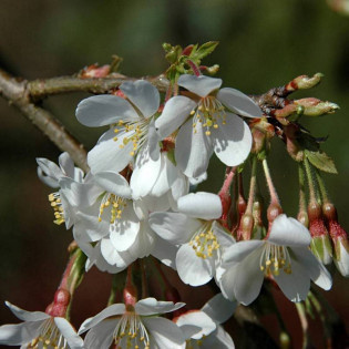 Wiśnia jedońska Ivensii Prunus ×yedoensis