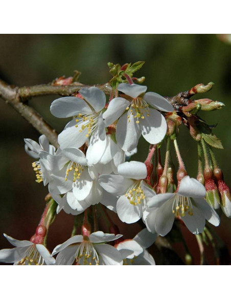 Wiśnia jedońska Ivensii Prunus ×yedoensis