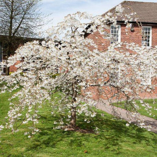Wiśnia jedońska Ivensii Prunus ×yedoensis 2