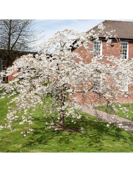 Ivensii Prunus ×yedoensis Wiśnia jedońska