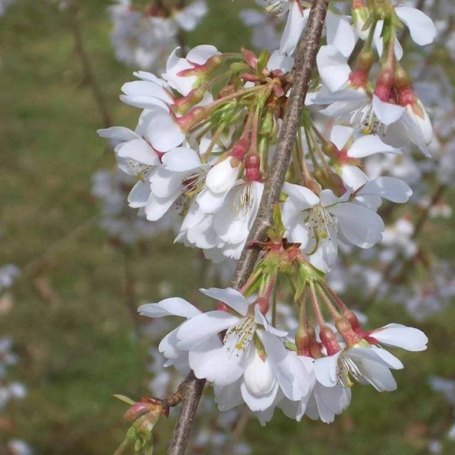 Wiśnia jedońska Prunus ×yedoensis Ivensii