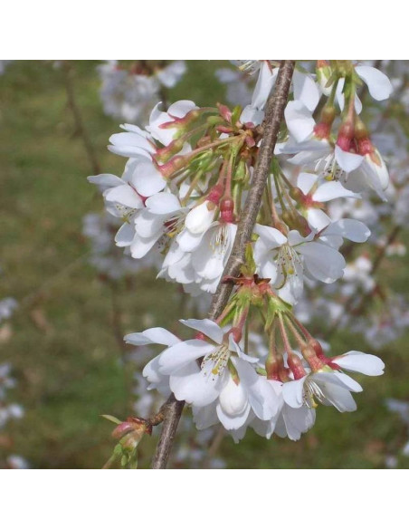 Wiśnia jedońska Prunus ×yedoensis Ivensii