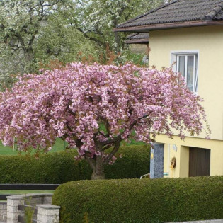 Wiśnia Kiku-shidare-zakura Prunus