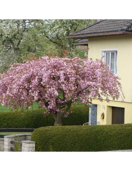 Wiśnia Kiku-shidare-zakura Prunus