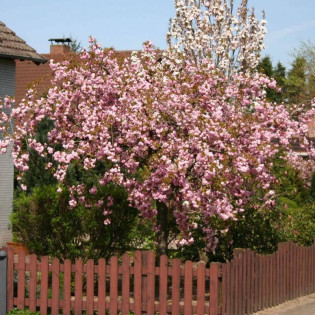 Wiśnia Kiku-shidare-zakura Prunus 2