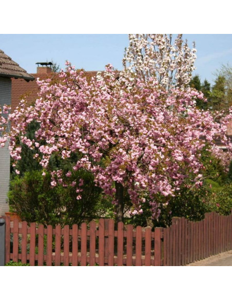 Kiku-shidare-zakura Prunus Wiśnia