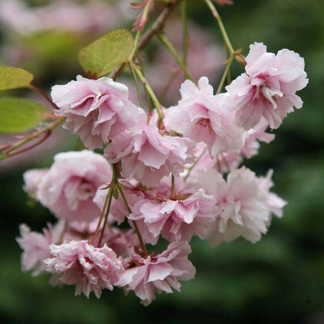 Prunus Wiśnia Kiku-shidare-zakura