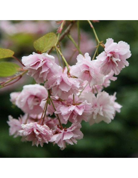 Prunus Wiśnia Kiku-shidare-zakura