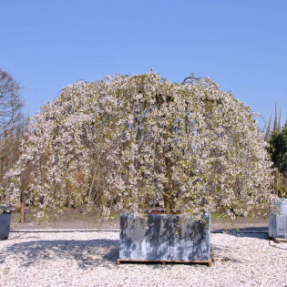 Wiśnia jedońska Shidare-yoshino Prunus ×yedoensis