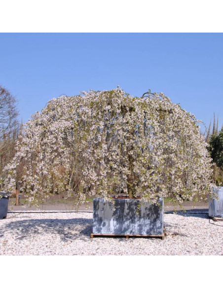 Wiśnia jedońska Shidare-yoshino Prunus ×yedoensis