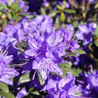 Różanecznik czerwieniejący Lauretta Rhododendron russatum