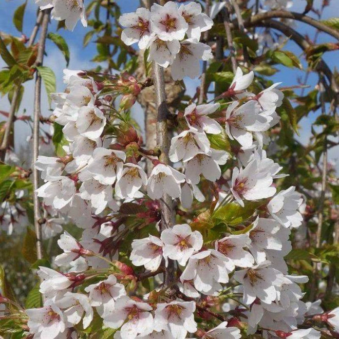 Shidare-yoshino Prunus ×yedoensis Wiśnia jedońska