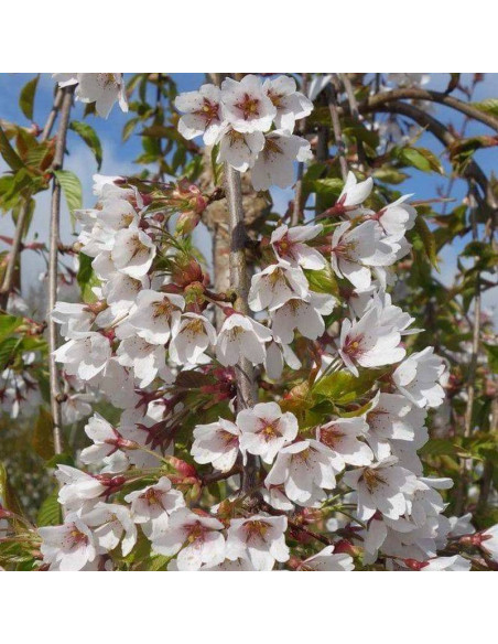 Shidare-yoshino Prunus ×yedoensis Wiśnia jedońska