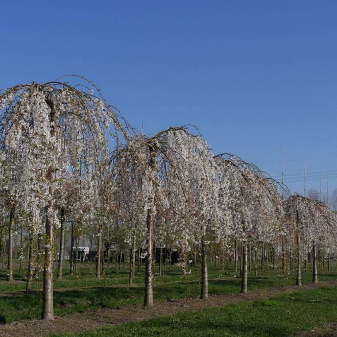 Wiśnia jedońska Prunus ×yedoensis Shidare-yoshino