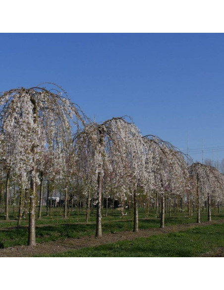 Wiśnia jedońska Prunus ×yedoensis Shidare-yoshino
