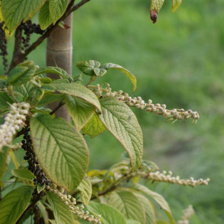 Clethra acuminata Orszelina zaostrzona