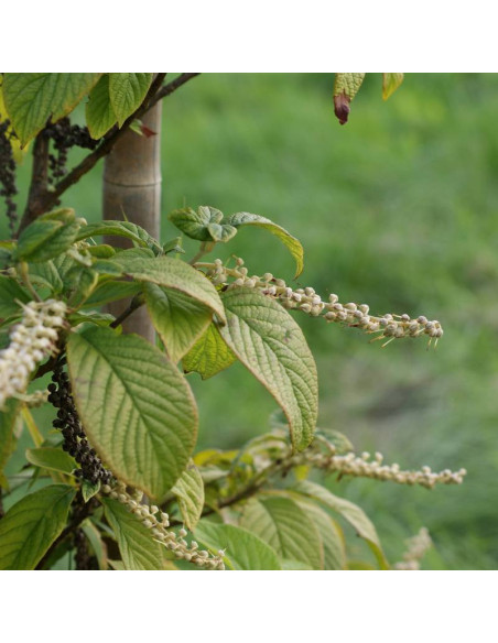 Clethra acuminata Orszelina zaostrzona