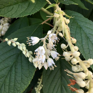 Clethra acuminata Orszelina zaostrzona 2