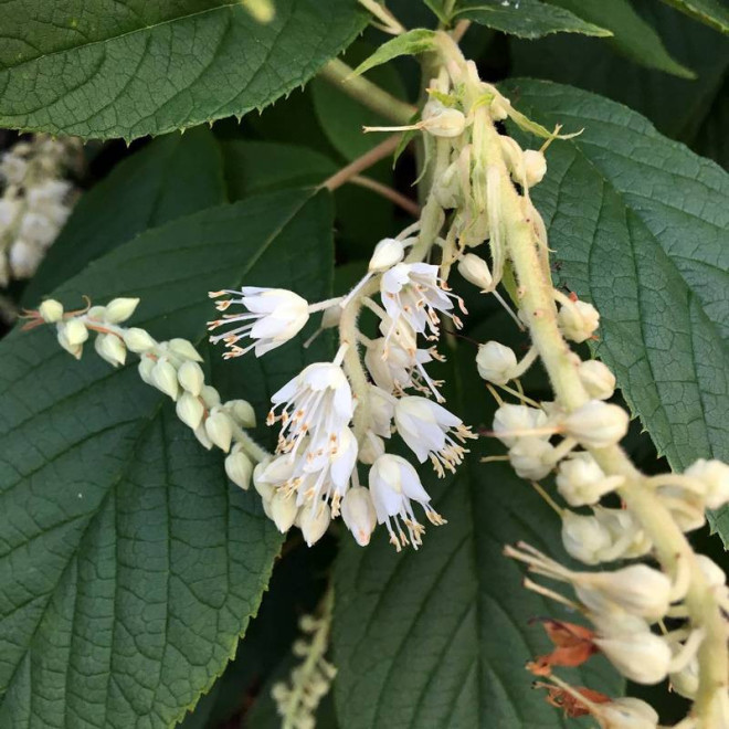 Orszelina zaostrzona Clethra acuminata