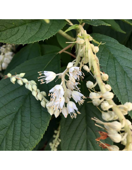 Orszelina zaostrzona Clethra acuminata