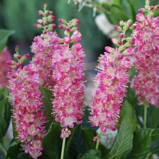Orszelina olcholistna Pink Spire Clethra alnifolia