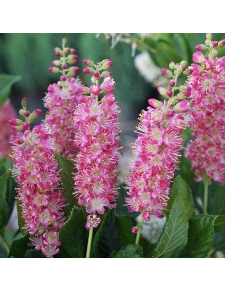 Orszelina olcholistna Pink Spire Clethra alnifolia